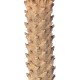 GloboStar® Artificial Garden CYCADS 20023 Τεχνητό Διακοσμητικό Φυτό Αρωματική Κύκας Υ140cm