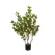 GloboStar® Artificial Garden CAMELIA 21115 Τεχνητό Διακοσμητικό Φυτό Καμέλια Μ50 x Π30 x Υ90cm GloboStar® Artificial Garden CAMELIA 21115 Τεχνητό Διακοσμητικό Φυτό Καμέλια Μ50 x Π30 x Υ90cm