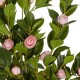 GloboStar® Artificial Garden CAMELIA 21115 Τεχνητό Διακοσμητικό Φυτό Καμέλια Μ50 x Π30 x Υ90cm GloboStar® Artificial Garden CAMELIA 21115 Τεχνητό Διακοσμητικό Φυτό Καμέλια Μ50 x Π30 x Υ90cm