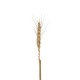 GloboStar® Artificial Garden REAL DRIED WHEAT GRASS 21488 Τεχνητό Διακοσμητικό Κλαδί Σιταριού Y30cm - Σετ 10 τμχ