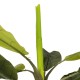 GloboStar® Artificial Garden BANANA TREE 21502 Τεχνητό Διακοσμητικό Δέντρο Μπανανιάς Υ500cm GloboStar® Artificial Garden BANANA TREE 21502 Τεχνητό Διακοσμητικό Δέντρο Μπανανιάς Υ500cm