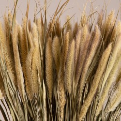 GloboStar® PENNISETUM 36503 Αποξηραμένο Φυτό Πεννήσιο - Μπουκέτο Διακοσμητικών Κλαδιών Μπεζ - Πράσινο Υ60cm - Σετ 100 τμχ GloboStar® PENNISETUM 36503 Αποξηραμένο Φυτό Πεννήσιο - Μπουκέτο Διακοσμητικών Κλαδιών Μπεζ - Πράσινο Υ60cm - Σετ 100 τμχ