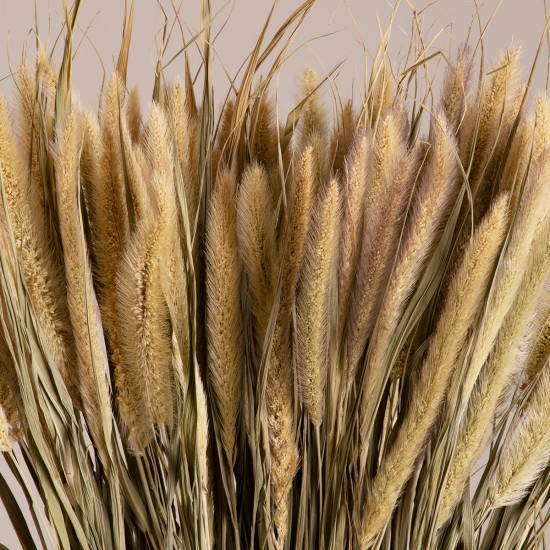 GloboStar® PENNISETUM 36503 Αποξηραμένο Φυτό Πεννήσιο - Μπουκέτο Διακοσμητικών Κλαδιών Μπεζ - Πράσινο Υ60cm - Σετ 100 τμχ