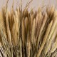 GloboStar® PENNISETUM 36503 Αποξηραμένο Φυτό Πεννήσιο - Μπουκέτο Διακοσμητικών Κλαδιών Μπεζ - Πράσινο Υ60cm - Σετ 100 τμχ