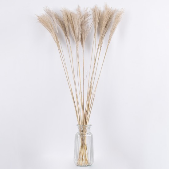 GLOBOSTAR® MISCANTHUS 36537 Αποξηραμένο Διακοσμητικό Μπουκέτο Μίσχανθος - Μπεζ - Μ20 x Π20 x Υ100cm - Πακέτο 20 Τεμαχίων GLOBOSTAR® MISCANTHUS 36537 Αποξηραμένο Διακοσμητικό Μπουκέτο Μίσχανθος - Μπεζ - Μ20 x Π20 x Υ100cm - Πακέτο 20 Τεμαχίων