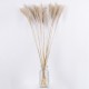 GLOBOSTAR® MISCANTHUS 36537 Αποξηραμένο Διακοσμητικό Μπουκέτο Μίσχανθος - Μπεζ - Μ20 x Π20 x Υ100cm - Πακέτο 20 Τεμαχίων GLOBOSTAR® MISCANTHUS 36537 Αποξηραμένο Διακοσμητικό Μπουκέτο Μίσχανθος - Μπεζ - Μ20 x Π20 x Υ100cm - Πακέτο 20 Τεμαχίων