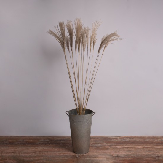 GloboStar® MISCANTHUS 36539 Αποξηραμένο Φυτό Μίσχανθος - Μπουκέτο Διακοσμητικών Κλαδιών Μπεζ Υ140cm - Σετ 10 τμχ GloboStar® MISCANTHUS 36539 Αποξηραμένο Φυτό Μίσχανθος - Μπουκέτο Διακοσμητικών Κλαδιών Μπεζ Υ140cm - Σετ 10 τμχ