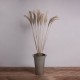 GloboStar® MISCANTHUS 36539 Αποξηραμένο Φυτό Μίσχανθος - Μπουκέτο Διακοσμητικών Κλαδιών Μπεζ Υ140cm - Σετ 10 τμχ GloboStar® MISCANTHUS 36539 Αποξηραμένο Φυτό Μίσχανθος - Μπουκέτο Διακοσμητικών Κλαδιών Μπεζ Υ140cm - Σετ 10 τμχ
