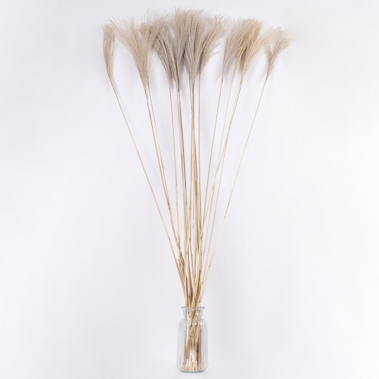 GloboStar® MISCANTHUS 36539 Αποξηραμένο Φυτό Μίσχανθος - Μπουκέτο Διακοσμητικών Κλαδιών Μπεζ Υ140cm - Σετ 10 τμχ GloboStar® MISCANTHUS 36539 Αποξηραμένο Φυτό Μίσχανθος - Μπουκέτο Διακοσμητικών Κλαδιών Μπεζ Υ140cm - Σετ 10 τμχ