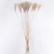 GloboStar® MISCANTHUS 36539 Αποξηραμένο Φυτό Μίσχανθος - Μπουκέτο Διακοσμητικών Κλαδιών Μπεζ Υ140cm - Σετ 10 τμχ GloboStar® MISCANTHUS 36539 Αποξηραμένο Φυτό Μίσχανθος - Μπουκέτο Διακοσμητικών Κλαδιών Μπεζ Υ140cm - Σετ 10 τμχ
