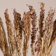 GloboStar® BROOMCORN 36540 Αποξηραμένο Φυτό Γλυκό Σόργο - Μπουκέτο Διακοσμητικών Κλαδιών Μπεζ - Καφέ Υ60cm - Σετ 20 τμχ