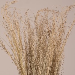 GloboStar® SILVERHAIRGRASS 36545 Αποξηραμένο Φυτό Ασημένια Χλόη - Μπουκέτο Διακοσμητικών Κλαδιών Μπεζ Υ60cm - Σετ 100 τμχ GloboStar® SILVERHAIRGRASS 36545 Αποξηραμένο Φυτό Ασημένια Χλόη - Μπουκέτο Διακοσμητικών Κλαδιών Μπεζ Υ60cm - Σετ 100 τμχ