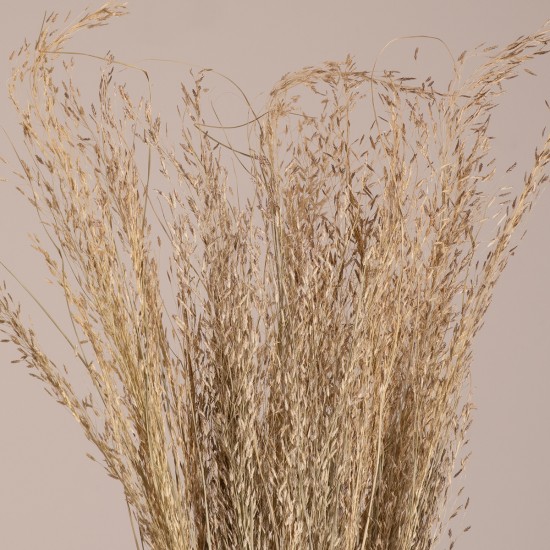 GloboStar® SILVERHAIRGRASS 36545 Αποξηραμένο Φυτό Ασημένια Χλόη - Μπουκέτο Διακοσμητικών Κλαδιών Μπεζ Υ60cm - Σετ 100 τμχ GloboStar® SILVERHAIRGRASS 36545 Αποξηραμένο Φυτό Ασημένια Χλόη - Μπουκέτο Διακοσμητικών Κλαδιών Μπεζ Υ60cm - Σετ 100 τμχ