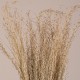 GloboStar® SILVERHAIRGRASS 36545 Αποξηραμένο Φυτό Ασημένια Χλόη - Μπουκέτο Διακοσμητικών Κλαδιών Μπεζ Υ60cm - Σετ 100 τμχ GloboStar® SILVERHAIRGRASS 36545 Αποξηραμένο Φυτό Ασημένια Χλόη - Μπουκέτο Διακοσμητικών Κλαδιών Μπεζ Υ60cm - Σετ 100 τμχ