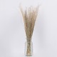 GloboStar® SILVERHAIRGRASS 36545 Αποξηραμένο Φυτό Ασημένια Χλόη - Μπουκέτο Διακοσμητικών Κλαδιών Μπεζ Υ60cm - Σετ 100 τμχ GloboStar® SILVERHAIRGRASS 36545 Αποξηραμένο Φυτό Ασημένια Χλόη - Μπουκέτο Διακοσμητικών Κλαδιών Μπεζ Υ60cm - Σετ 100 τμχ