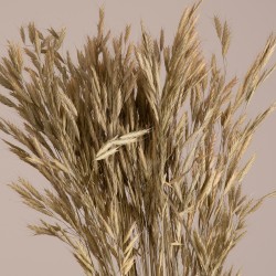 GloboStar® WHEAT 36548 Αποξηραμένο Φυτό Σίτος - Μπουκέτο Διακοσμητικών Κλαδιών Μπεζ - Πράσινο Υ60cm - Σετ 50 τμχ