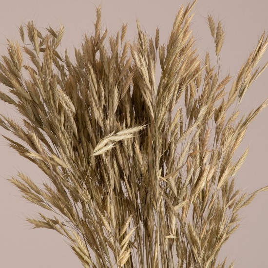 GloboStar® WHEAT 36548 Αποξηραμένο Φυτό Σίτος - Μπουκέτο Διακοσμητικών Κλαδιών Μπεζ - Πράσινο Υ60cm - Σετ 50 τμχ GloboStar® WHEAT 36548 Αποξηραμένο Φυτό Σίτος - Μπουκέτο Διακοσμητικών Κλαδιών Μπεζ - Πράσινο Υ60cm - Σετ 50 τμχ