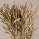 GloboStar® WHEAT 36548 Αποξηραμένο Φυτό Σίτος - Μπουκέτο Διακοσμητικών Κλαδιών Μπεζ - Πράσινο Υ60cm - Σετ 50 τμχ GloboStar® WHEAT 36548 Αποξηραμένο Φυτό Σίτος - Μπουκέτο Διακοσμητικών Κλαδιών Μπεζ - Πράσινο Υ60cm - Σετ 50 τμχ