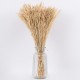 GloboStar® WHEAT 36550 Αποξηραμένο Φυτό Σίτος - Μπουκέτο Διακοσμητικών Κλαδιών Μπεζ Υ60cm - Σετ 100 τμχ GloboStar® WHEAT 36550 Αποξηραμένο Φυτό Σίτος - Μπουκέτο Διακοσμητικών Κλαδιών Μπεζ Υ60cm - Σετ 100 τμχ