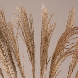 GloboStar® MISCANTHUS 36539 Αποξηραμένο Φυτό Μίσχανθος - Μπουκέτο Διακοσμητικών Κλαδιών Μπεζ Υ140cm - Σετ 10 τμχ GloboStar® MISCANTHUS 36539 Αποξηραμένο Φυτό Μίσχανθος - Μπουκέτο Διακοσμητικών Κλαδιών Μπεζ Υ140cm - Σετ 10 τμχ