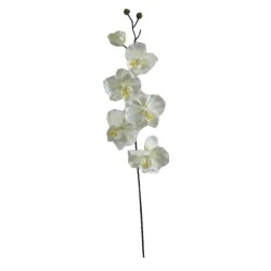 ΚΛΑΔΙ ΟΡΧΙΔΕΑ ΣΑΜΠΑΝΙ Y72cm. 36/432ΚΙΒ ΚΛΑΔΙ ΟΡΧΙΔΕΑ ΣΑΜΠΑΝΙ Y72cm. 36/432ΚΙΒ