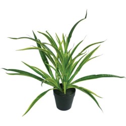 ΦΥΤΟ ΑΡΑΧΝΗ REAL TOUCH ΣΕ ΠΛΑΣΤΙΚΗ ΓΛΑΣΤΡΑ - Y43cm 6/36ΚΙΒ ΦΥΤΟ ΑΡΑΧΝΗ REAL TOUCH ΣΕ ΠΛΑΣΤΙΚΗ ΓΛΑΣΤΡΑ - Y43cm 6/36ΚΙΒ
