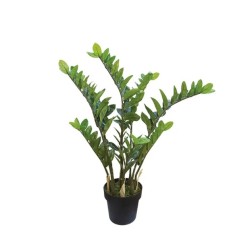 ΔΕΝΤΡΟ ΖΑΜΙA REAL TOUCH ΣΕ ΓΛΑΣΤΡΑ - Y95cm 4/ΚΙΒ ΔΕΝΤΡΟ ΖΑΜΙA REAL TOUCH ΣΕ ΓΛΑΣΤΡΑ - Y95cm 4/ΚΙΒ