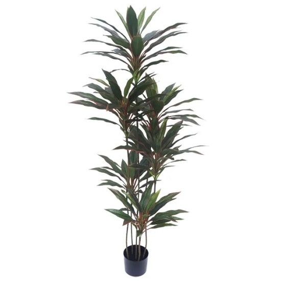 ΔΕΝΤΡΟ ΔΡΑΚΑΙΝΑ ΚΟΚΚΙΝΗ REAL TOUCH ΣΕ ΓΛΑΣΤΡΑ - Υ150cm 4/ΚΙΒ ΔΕΝΤΡΟ ΔΡΑΚΑΙΝΑ ΚΟΚΚΙΝΗ REAL TOUCH ΣΕ ΓΛΑΣΤΡΑ - Υ150cm 4/ΚΙΒ