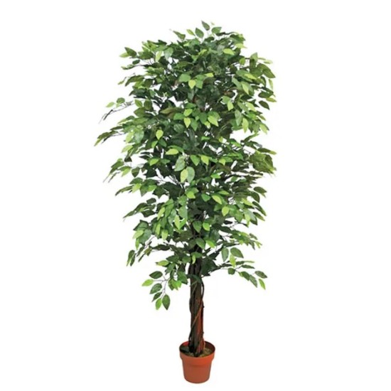 ΔΕΝΤΡΟ ΜΠΕΝΖΑΜΙΝ ΠΡΑΣΙΝΟ ΣΕ ΓΛΑΣΤΡΑ - Y180cm 2/KIB ΔΕΝΤΡΟ ΜΠΕΝΖΑΜΙΝ ΠΡΑΣΙΝΟ ΣΕ ΓΛΑΣΤΡΑ - Y180cm 2/KIB
