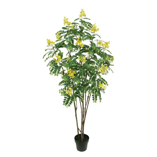 ΔΕΝΤΡΟ ΚΑΣΣΙΑ ΚΙΤΡΙΝΟ REAL TOUCH ΣΕ ΚΑΣΠΩ - Υ180cm 1/2ΚΙΒ ΔΕΝΤΡΟ ΚΑΣΣΙΑ ΚΙΤΡΙΝΟ REAL TOUCH ΣΕ ΚΑΣΠΩ - Υ180cm 1/2ΚΙΒ