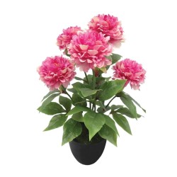 ΦΥΤΟ ΠΑΙΩΝΙΑ X5 ΦΟΥΞ ΣΕ ΚΑΣΠΩ - Υ48cm 4/24ΚΙΒ ΦΥΤΟ ΠΑΙΩΝΙΑ X5 ΦΟΥΞ ΣΕ ΚΑΣΠΩ - Υ48cm 4/24ΚΙΒ