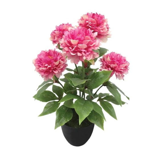 ΦΥΤΟ ΠΑΙΩΝΙΑ X5 ΦΟΥΞ ΣΕ ΚΑΣΠΩ - Υ48cm 4/24ΚΙΒ ΦΥΤΟ ΠΑΙΩΝΙΑ X5 ΦΟΥΞ ΣΕ ΚΑΣΠΩ - Υ48cm 4/24ΚΙΒ
