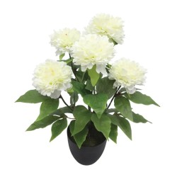 ΦΥΤΟ ΠΑΙΩΝΙΑ X5 ΕΚΡΟΥ ΣΕ ΚΑΣΠΩ - Υ48cm 4/24ΚΙΒ ΦΥΤΟ ΠΑΙΩΝΙΑ X5 ΕΚΡΟΥ ΣΕ ΚΑΣΠΩ - Υ48cm 4/24ΚΙΒ