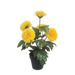 ΦΥΤΟ ΧΡΥΣΑΝΘΕΜΟ X5 ΚΙΤΡΙΝΟ ΣΕ ΚΑΣΠΩ - Y40cm 4/24ΚIB ΦΥΤΟ ΧΡΥΣΑΝΘΕΜΟ X5 ΚΙΤΡΙΝΟ ΣΕ ΚΑΣΠΩ - Y40cm 4/24ΚIB