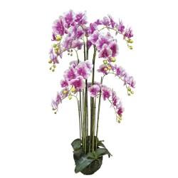 ΦΥΤΟ ΟΡΧΙΔΕΑ ΔΙΧΡΩΜΟ ΜΩΒ/ΛΕΥΚΑ ΑΝΘΗ REAL TOUCH - Υ135cm 1/ΚΙΒ ΦΥΤΟ ΟΡΧΙΔΕΑ ΔΙΧΡΩΜΟ ΜΩΒ/ΛΕΥΚΑ ΑΝΘΗ REAL TOUCH - Υ135cm 1/ΚΙΒ