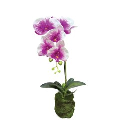 ΦΥΤΟ ΟΡΧΙΔΕΑ ΔΙΧΡΩΜΟ ΜΩΒ/ΛΕΥΚΑ ΑΝΘΗ REAL TOUCH - Υ59cm 4/24ΚΙΒ ΦΥΤΟ ΟΡΧΙΔΕΑ ΔΙΧΡΩΜΟ ΜΩΒ/ΛΕΥΚΑ ΑΝΘΗ REAL TOUCH - Υ59cm 4/24ΚΙΒ