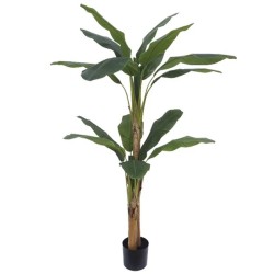 ΔΕΝΤΡΟ ΜΠΑΝΑΝΙΑ ΔΙΠΛΗ REAL TOUCH ΣΕ ΓΛΑΣΤΡΑ - Υ190cm 2/ΚΙΒ ΔΕΝΤΡΟ ΜΠΑΝΑΝΙΑ ΔΙΠΛΗ REAL TOUCH ΣΕ ΓΛΑΣΤΡΑ - Υ190cm 2/ΚΙΒ
