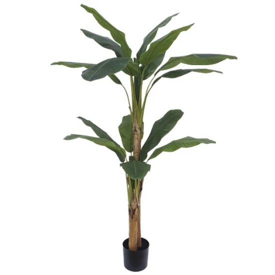 ΔΕΝΤΡΟ ΜΠΑΝΑΝΙΑ ΔΙΠΛΗ REAL TOUCH ΣΕ ΓΛΑΣΤΡΑ - Υ190cm 2/ΚΙΒ ΔΕΝΤΡΟ ΜΠΑΝΑΝΙΑ ΔΙΠΛΗ REAL TOUCH ΣΕ ΓΛΑΣΤΡΑ - Υ190cm 2/ΚΙΒ
