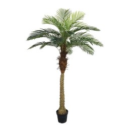 ΔΕΝΤΡΟ ΦΟΙΝΙΚΑΣ ΑΡΕΚΑ REAL TOUCH ΣΕ ΓΛΑΣΤΡΑ - Υ210cm 2/ΚΙΒ ΔΕΝΤΡΟ ΦΟΙΝΙΚΑΣ ΑΡΕΚΑ REAL TOUCH ΣΕ ΓΛΑΣΤΡΑ - Υ210cm 2/ΚΙΒ