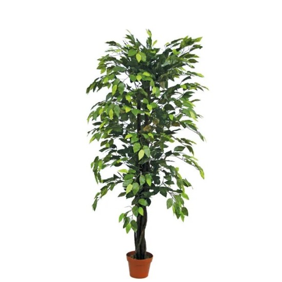 ΔΕΝΤΡΟ ΜΠΕΝΖΑΜΙΝ ΠΡΑΣΙΝΟ ΣΕ ΓΛΑΣΤΡΑ - Y150cm 4/KIB ΔΕΝΤΡΟ ΜΠΕΝΖΑΜΙΝ ΠΡΑΣΙΝΟ ΣΕ ΓΛΑΣΤΡΑ - Y150cm 4/KIB