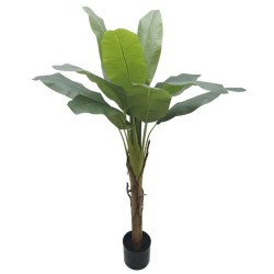 ΔΕΝΤΡΟ ΜΠΑΝΑΝΙΑ ΜΟΝΗ REAL TOUCH ΣΕ ΓΛΑΣΤΡΑ - Υ155cm 4/ΚΙΒ. ΔΕΝΤΡΟ ΜΠΑΝΑΝΙΑ ΜΟΝΗ REAL TOUCH ΣΕ ΓΛΑΣΤΡΑ - Υ155cm 4/ΚΙΒ.