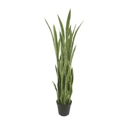 ΔΕΝΤΡΟ ΣΑΝΣEΒIΕΡΙΑ ΠΡΑΣΙΝΟ ΣΕ ΚΑΣΠΩ - Υ155cm 1/2ΚΙΒ ΔΕΝΤΡΟ ΣΑΝΣEΒIΕΡΙΑ ΠΡΑΣΙΝΟ ΣΕ ΚΑΣΠΩ - Υ155cm 1/2ΚΙΒ