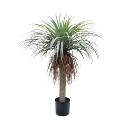 ΔΕΝΤΡΟ ΓΙΟΥΚΑ ΠΡΑΣΙΝΟ/ΚΑΦΕ ΣΕ ΚΑΣΠΩ - Υ105cm 1/2ΚΙΒ ΔΕΝΤΡΟ ΓΙΟΥΚΑ ΠΡΑΣΙΝΟ/ΚΑΦΕ ΣΕ ΚΑΣΠΩ - Υ105cm 1/2ΚΙΒ