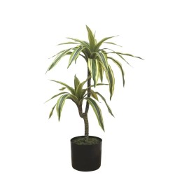 ΔΕΝΤΡΟ ΔΡΑΚΑΙΝΑ ΠΡΑΣΙΝΟ ΔΙΧΡΩΜΟ REAL TOUCH - Υ63cm 6/KΙΒ ΔΕΝΤΡΟ ΔΡΑΚΑΙΝΑ ΠΡΑΣΙΝΟ ΔΙΧΡΩΜΟ REAL TOUCH - Υ63cm 6/KΙΒ
