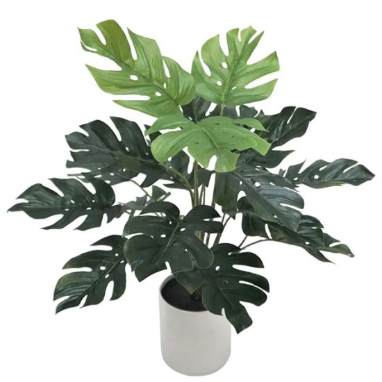 ΦΥΤΟ ΜΟΝΣΤΕΡΑ REAL TOUCH ΣΕ ΚΑΣΠΩ - Υ40cm 12/ΚΙΒ ΦΥΤΟ ΜΟΝΣΤΕΡΑ REAL TOUCH ΣΕ ΚΑΣΠΩ - Υ40cm 12/ΚΙΒ