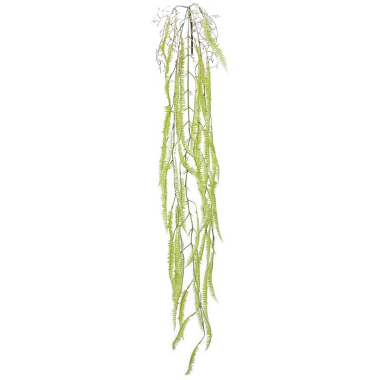 ΡΙΖΑ ΚΡΕΜΑΣΤΗ ΦΤΕΡΗ ΛΑΧΑΝΙ - Y136cm 36/144ΚΙΒ ΡΙΖΑ ΚΡΕΜΑΣΤΗ ΦΤΕΡΗ ΛΑΧΑΝΙ - Y136cm 36/144ΚΙΒ