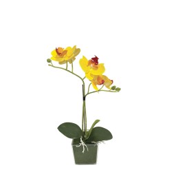 ΚΙΤΡΙΝΟ ΟΡΧΙΔΕΑ REAL TOUCH ΣΕ ΚΑΣΠΩ (2 ΚΛΑΔΙΑ, 5 ΑΝΘΗ) - Y30cm 6/ΚΙΒ ΚΙΤΡΙΝΟ ΟΡΧΙΔΕΑ REAL TOUCH ΣΕ ΚΑΣΠΩ (2 ΚΛΑΔΙΑ, 5 ΑΝΘΗ) - Y30cm 6/ΚΙΒ