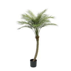 ΔΕΝΤΡΟ ΦΟΙΝΙΚΑΣ REAL TOUCH ΣΕ ΓΛΑΣΤΡΑ - 155cm 4/ΚΙΒ ΔΕΝΤΡΟ ΦΟΙΝΙΚΑΣ REAL TOUCH ΣΕ ΓΛΑΣΤΡΑ - 155cm 4/ΚΙΒ