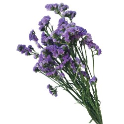 ΔΙΑΤΗΡΗΜΕΝA ΜΩΒ ΚΛΑΔΙΑ ΛΕΙΜΩΝΙΟ ΔΑΝΤΕΛΩΤΟ ΜΑΤΣΟ 120gr - Υ80cm 40/ΚΙΒ ΔΙΑΤΗΡΗΜΕΝA ΜΩΒ ΚΛΑΔΙΑ ΛΕΙΜΩΝΙΟ ΔΑΝΤΕΛΩΤΟ ΜΑΤΣΟ 120gr - Υ80cm 40/ΚΙΒ