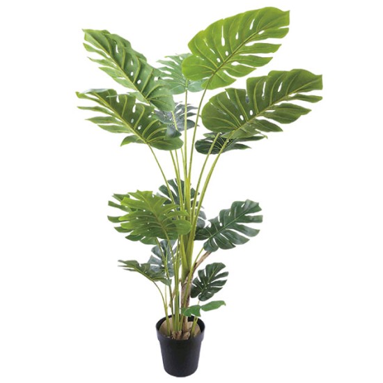 ΔΕΝΤΡΟ ΜΟΝΣΤΕΡΑ REAL TOUCH ΣΕ ΓΛΑΣΤΡΑ - Υ150cm 4/ΚΙΒ ΔΕΝΤΡΟ ΜΟΝΣΤΕΡΑ REAL TOUCH ΣΕ ΓΛΑΣΤΡΑ - Υ150cm 4/ΚΙΒ